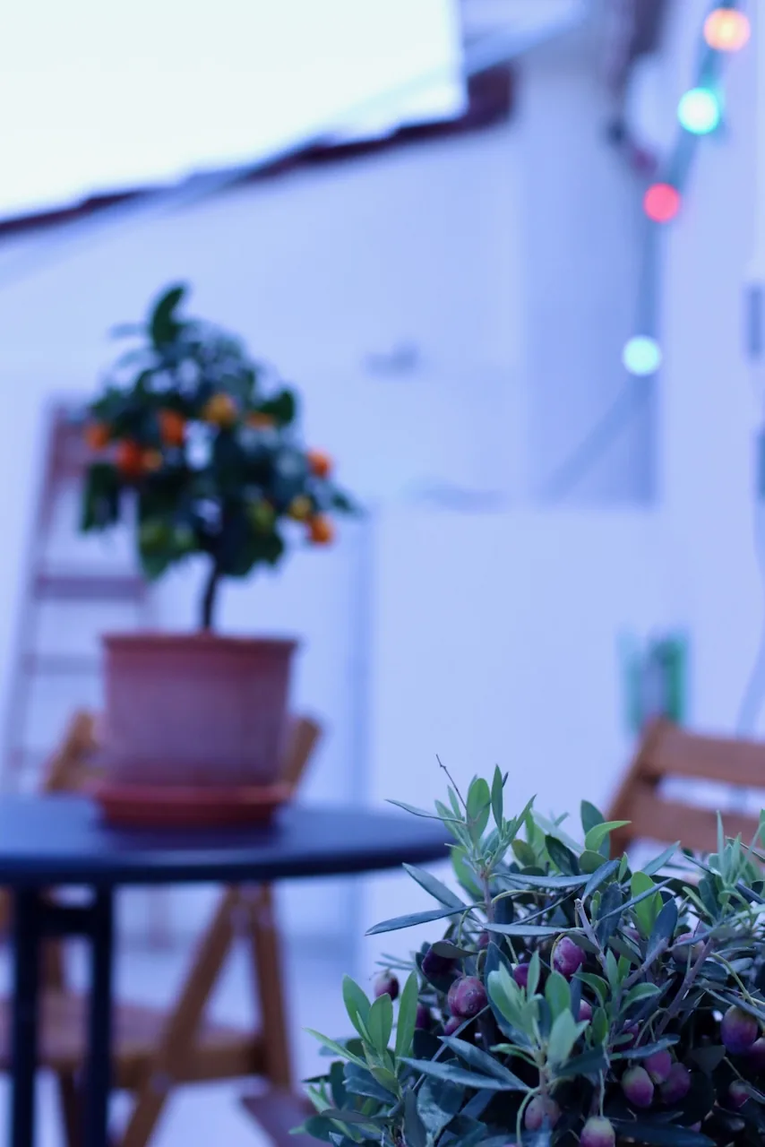 Balcony detail with olive tree and evening lights