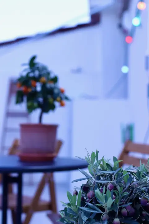 Balcony detail with olive tree and evening lights